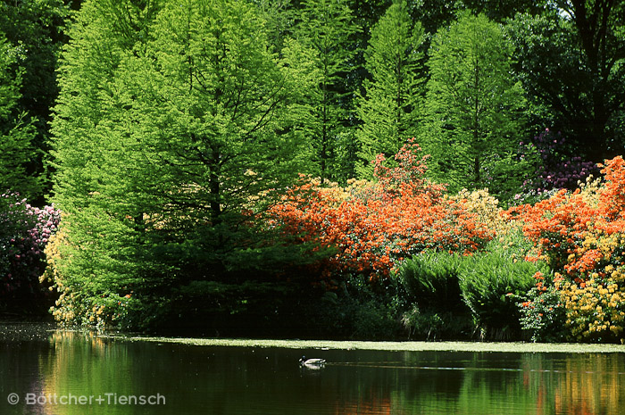 Rhododendronpark