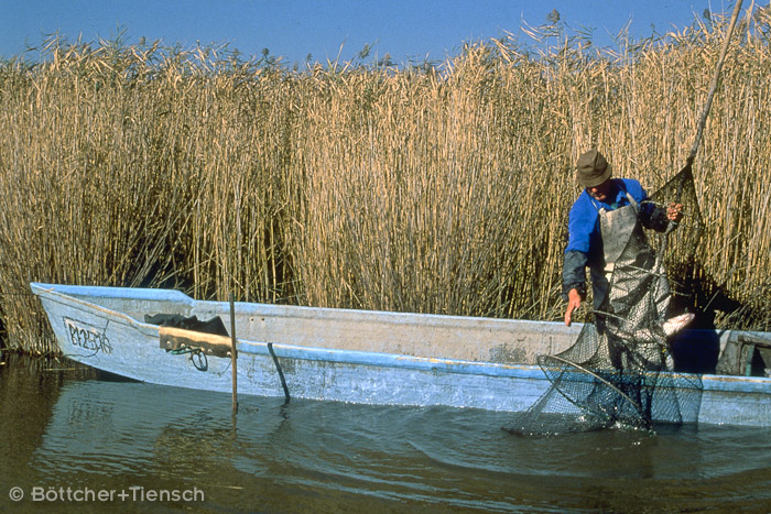 Fischer auf dem Neusiedlersee