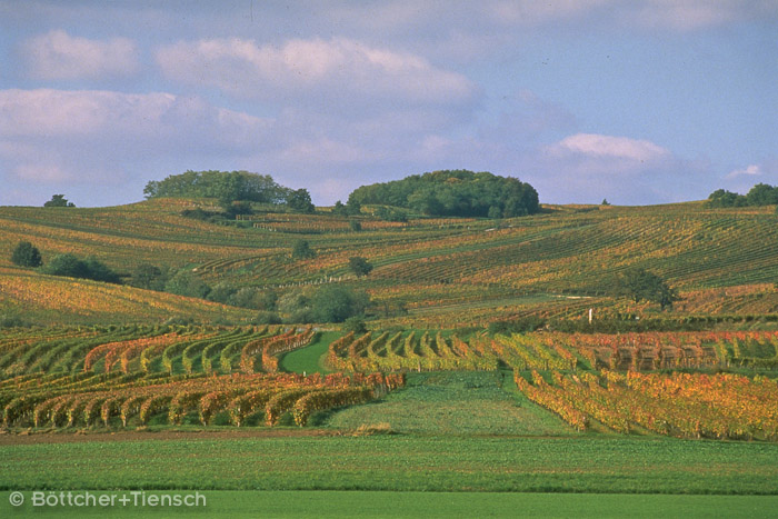 Weingärten Burgenland