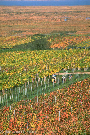Weingärten Burgenland