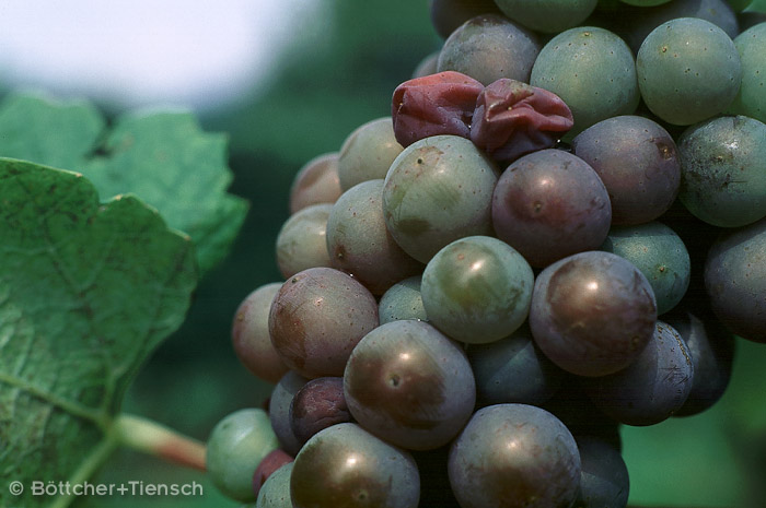 Weinrebe