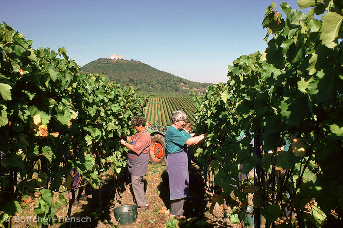 Weinlese