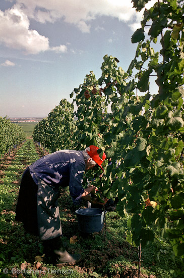 Weinlese
