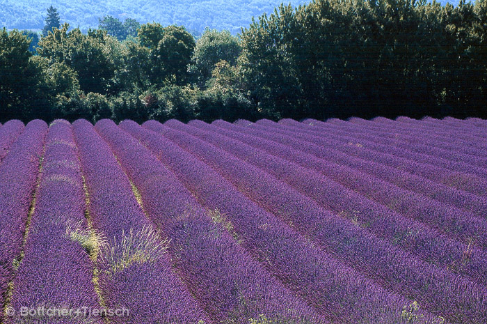 Lavendel